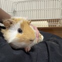 生後半年モルモット♂︎の里親募集