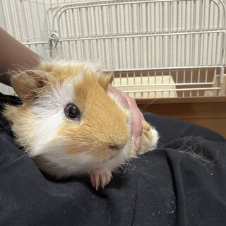 生後半年モルモット♂︎の里親募集