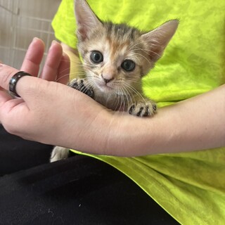 あやめちゃん