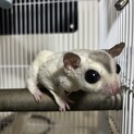 フクロモモンガ男の子！