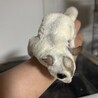 フクロモモンガ男の子！ サムネイル3