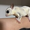 フクロモモンガ男の子！ サムネイル4