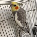 オカメインコ　里親募集