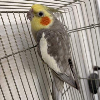 オカメインコ　里親募集