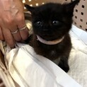ミルクから育てた美人な黒猫ちゃん