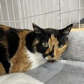 おっとり三毛猫のポピー♀