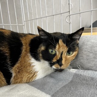 おっとり三毛猫のポピー♀