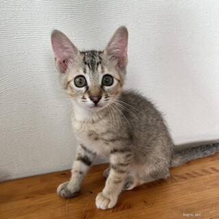 ききちゃん