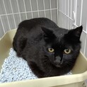 大人しい黒猫の甘酢ちゃん♀