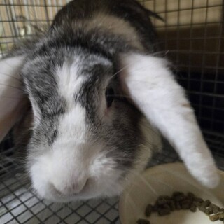 ウサギ × 和歌山県が募集対象」小動物の里親募集情報 :: ペットの