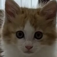 茶々