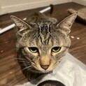 雑種の三匹です3歳のオスが二匹と2歳のメスが一匹