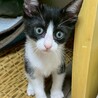 ちょっとナーバスだけどウザ絡みの達人♡トウヤ♡ サムネイル2