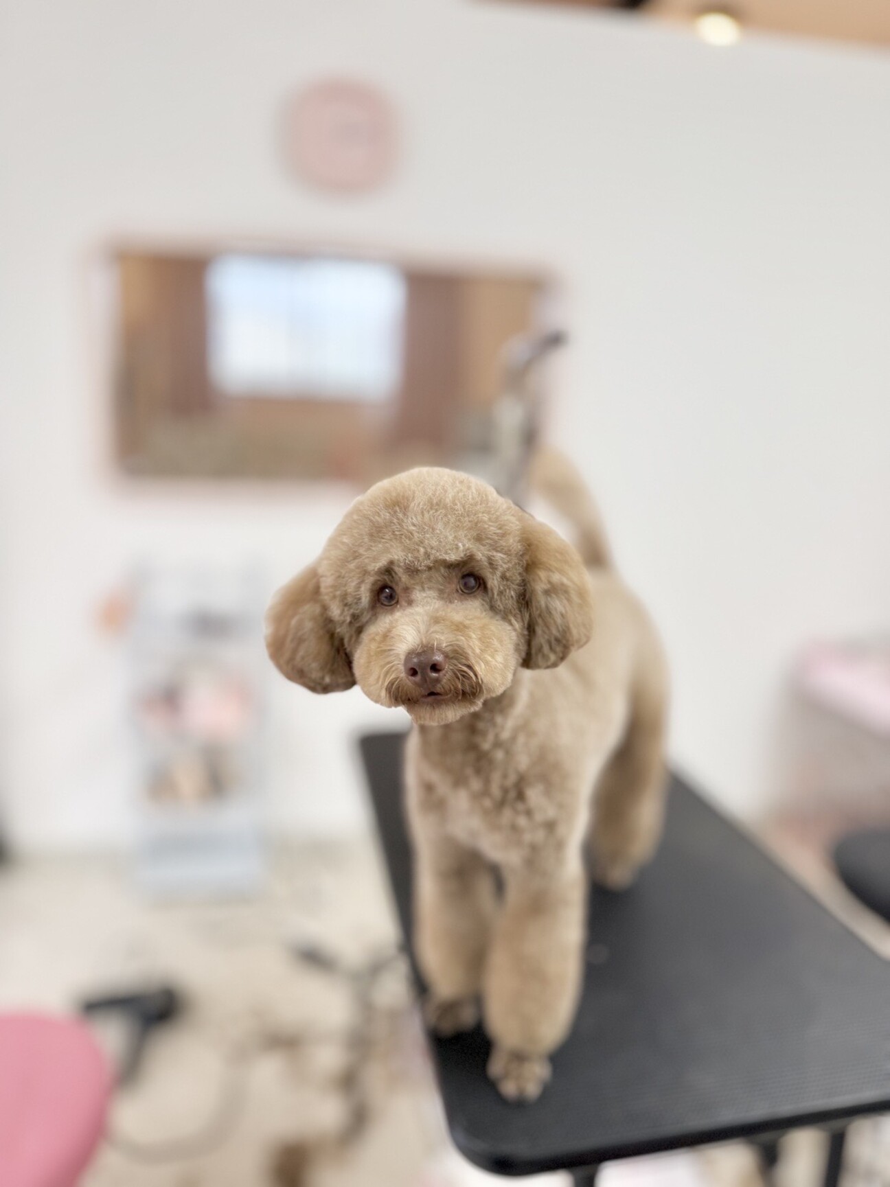 1歳トイプードルメス 新」千葉県 - 犬の里親募集(542820) :: ペット