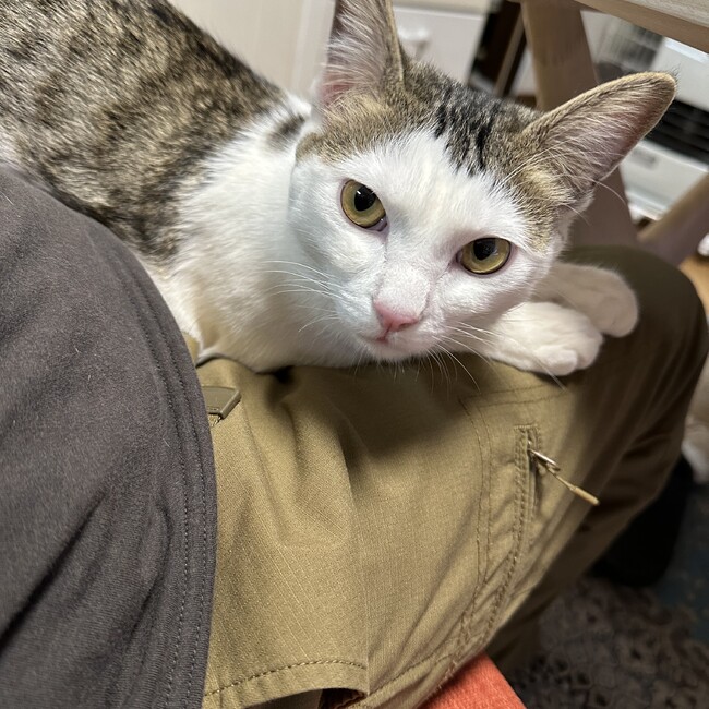 はるきち424のカバー写真