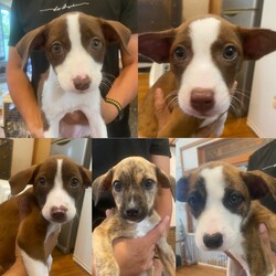 東京・品川区「子犬だけの譲渡会」
