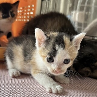 とってもかわいい三毛猫ちゃん