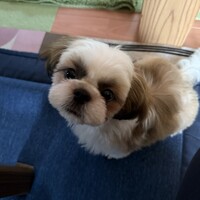 だいふく