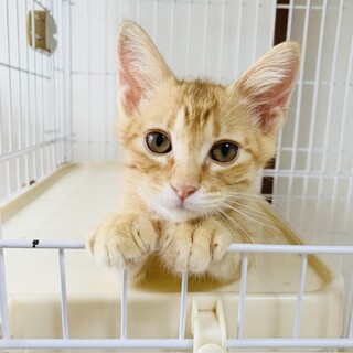 すぎ君　おっとりゆったり、おっちょこちょい