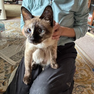 雑種のシャム猫ちゃんです。女の子です！避妊手術済み