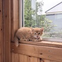 保護猫の飼い主さん募集しています