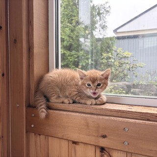 保護猫の飼い主さん募集しています