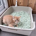 保護猫の飼い主さん募集してます