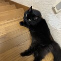 里親急募‼︎ モフモフ黒猫ももちゃん　