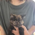 スコティッシュとミヌエットのMIXの３ヶ月子猫