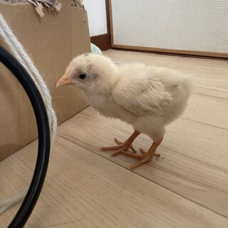 手乗りのピヨピー