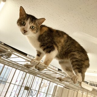 【10月17日譲渡会参加】三毛猫のフタバちゃん