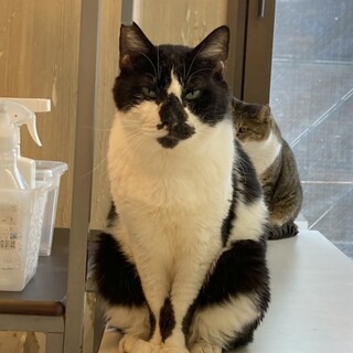 【10月17日譲渡会参加】りんご猫黒白のコアラくん