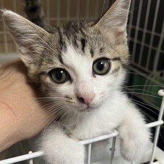 里親決定。ごみ置き場から保護された右京くん