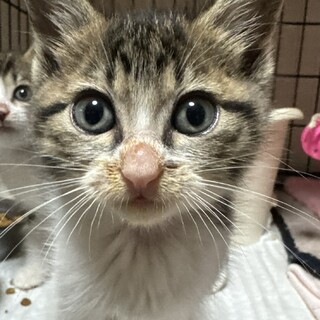 癒し系たんご君2ヶ月