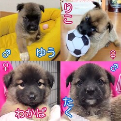 保護犬の譲渡会開催します