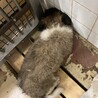 ※優先期間内にお迎え下さい　6月23日迄 サムネイル4