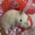 キンクマハムスター︎︎ 女の子 生後1か月