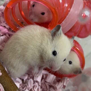 ハムスター × 埼玉県が募集対象」小動物の里親募集情報 :: ペットの