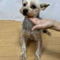 4歳 とても大人しいヨークシャテリアの男の子♪♪