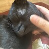 近くに猫が居れば触れます