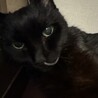 最後まで頑張りました。カテーテルを付けても撫でるとゴロゴロ。