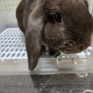 かわいいあられちゃん