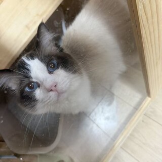 ラグドール 2歳 男の子