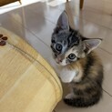 三毛ちゃんお問い合わせ多数、一旦募集を停止します