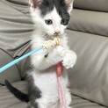 へその緒付きで保護したさんちゃん