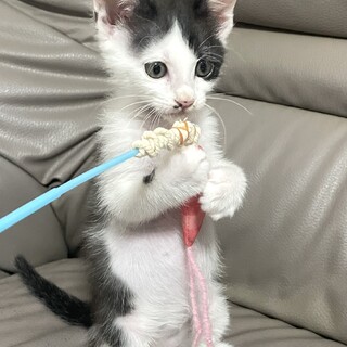 へその緒付きで保護したさんちゃん
