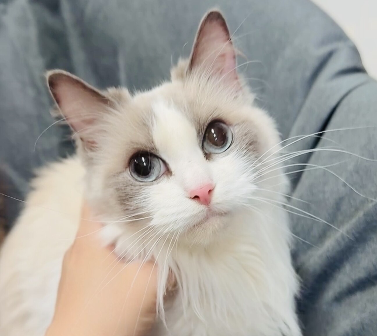 ♡甘えたマイペース♡」大阪府 - 猫の里親募集(542919) :: ペットの