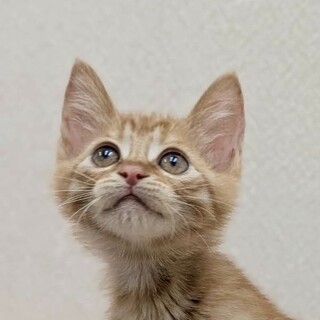 ヒマラヤン フワフワな毛」東京都 - 猫の里親募集(508989
