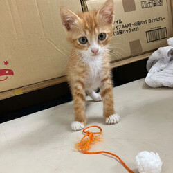 シャム系子猫きょうだい⭐︎おきなわ美ら猫❤譲渡会 in 天白区一軒家会場 サムネイル2
