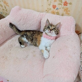 ヒマラヤン フワフワな毛」東京都 - 猫の里親募集(508989